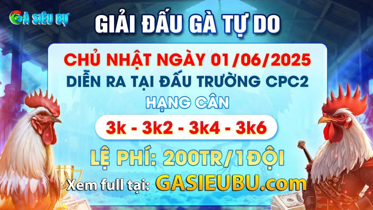 Giải đấu gà tự do 01-06-2025 Giải đấu gà tự do 01-06-2025