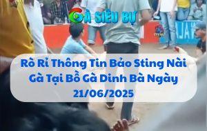 Rò Rỉ Thông Tin Bảo Sting Nài Gà Tại Bồ Gà Dinh Bà Ngày 21/06/2025
