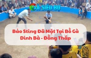 [Tin Hot] Bảo Sting Xuất Hiện Tại Bồ Gà Dinh Bà Tỉnh Đồng Tháp