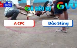 Trận 10 Bồ Dinh Bà 21/06/2025 - Bảo Sting Nài Gà Quá Đẳng Cấp