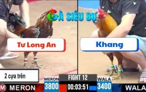 Trận 12 CPC3 22/06/2025 - Gà Anh Tư Long An Chấp 2 Cây Cựa Trên