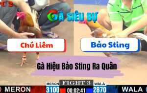 Trận 3 CPC2 25/06/2025 - Mẻ Hiệu Bảo Sting Chấp 2 Chấm Đá Bao Thấm