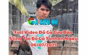 Full Video Đá Gà Của Bảo Sting Tại Bồ Gà Tonhon Ngày 06/07/2025