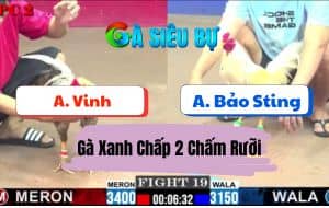 Trận 19 CPC2 02072025 - Gà Bướm Cọp Bảo Sting Nhỏ Mà Có Nhỏ