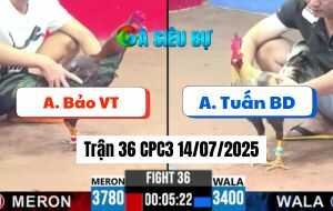 Trận 36 CPC3 14/07/2025 - Gà Anh Bảo Có Đòn Cựa Chí Mạng